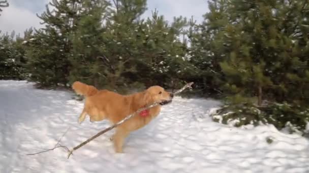 Golden Retriever Cão Inverno Correndo Neve Segurando Pau Seus Dentes — Vídeo de Stock
