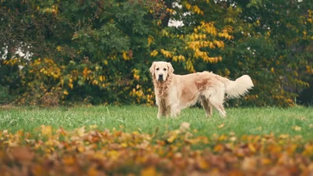 Golden Rertriever Cão Andando Correndo Parque Outono Cão Divertir Brincar — Vídeo de Stock