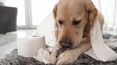 Golden Retriever köpeği banyoda tuvalet kağıdıyla oynuyor ve yerde yatıyor. Safkan köpek evcil hayvanı tuvalet kağıdıyla oynuyor.