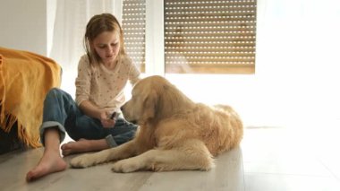 Evde ıslak bir Golden Retriever köpeğiyle tarama yapan mutlu küçük kız. Çocuk banyodan sonra köpeği tarıyor..