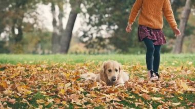 Küçük kız sonbahar parkında eğleniyor ve altın renkli köpekle oynuyor..