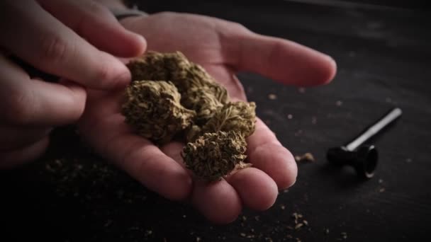 Uomo Che Tiene Una Mano Cannabis Secca Con Cbd Marijuana — Video Stock