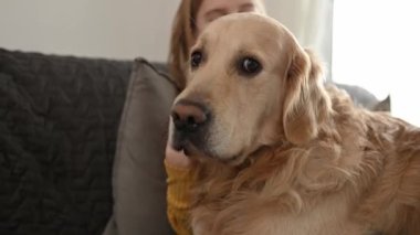 Evdeki kanepede oturan küçük kız Golden Retriever köpeğini okşuyor. Saf köpek evcil hayvanı olan güzel bir çocuk.