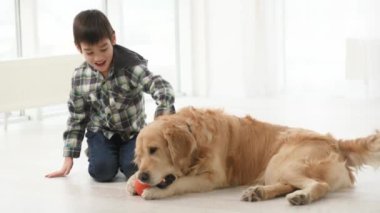 Çocuk, Golden Retriever köpeğini evde oyuncakla okşuyor. Safkan evcil köpekli çocuk ışık odasında.