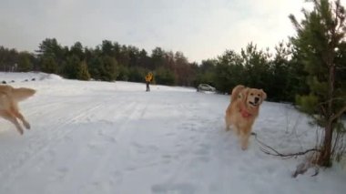 İki Golden Retriever köpeği, kış ormanlarında karlı ve sahibini oynayan bir kızla yürüyor. Saf köpek yavruları soğuk havada insan ile eğleniyor ve koşuyor.