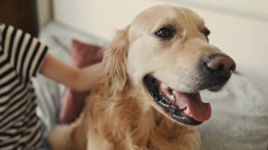 Güzel kız Golden Retriever köpeğini yatakta okşuyor. Kapalı köpek portresi. Safkan evcil labrador 'u olan genç bir kız.