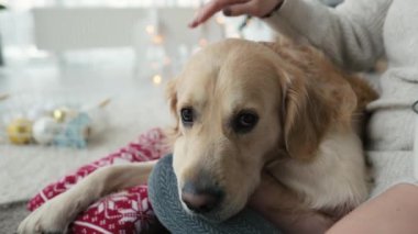 Yeni yıl dekorasyonu ve arka planda ışıklarla evde Golden Retriever köpeği besleyen bir kız. Xmas 'ta evcil köpeği olan genç bir kadın.