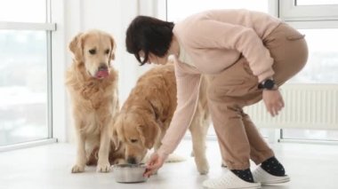 Golden Retriever köpeklerini metal kaseden besleyen bir kız. Genç kadın, güneş ışığıyla dolu odada safkan hayvanlara yemek veriyor.