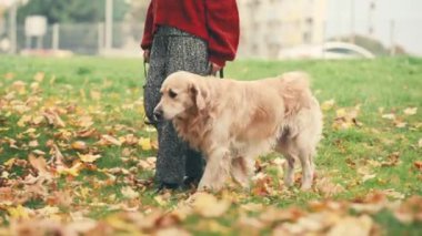 Sonbahar parkında altın renkli bir köpekle yürüyen genç bir kadın. Kız dışarıda köpekle dinleniyor..