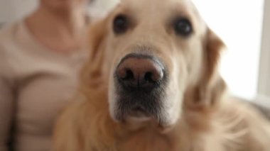 Golden Retriever köpeği kameraya yakından bakıyor ve evcil hayvan besliyor. Saf goggy labrador ve evde genç bir kadın.