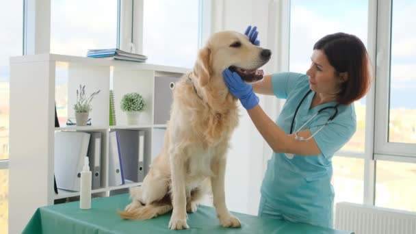 Veterinaria Cheking Golden Retriever Dientes Perro Durante Cita Clínica Veterinaria — Vídeos de Stock
