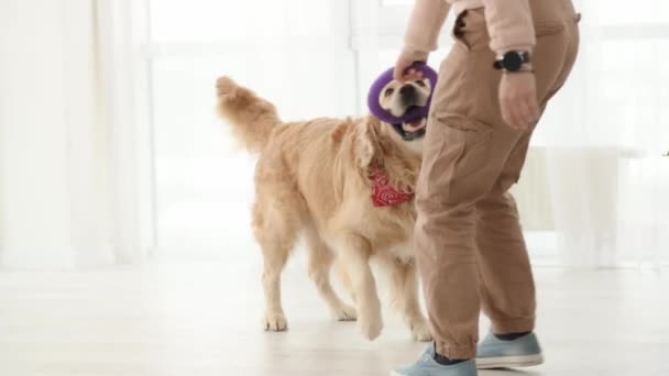 Meisje Spelen Met Golden Retriever Hond Met Speelgoed Thuis Purebred — Stockvideo
