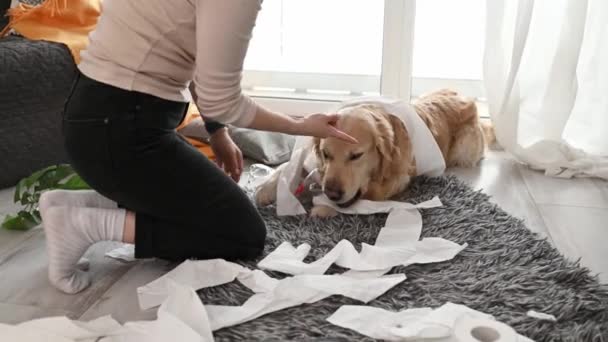 金毛猎犬在客厅里玩厕纸 女人责备宠物狗把家里的纸弄得乱七八糟 — 图库视频影像