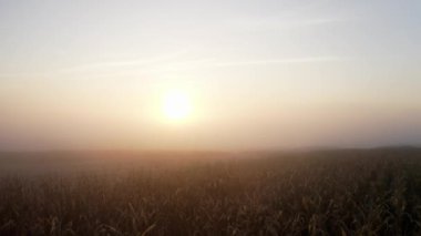 Sisli havada geniş bir buğday tarlasının havadan görünüşü. Gün batımında bir buğdayın insansız hava aracı görüntüleri