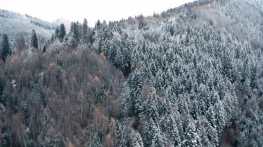 Dağda yetişen kozalaklı ormanın havadan görünüşü