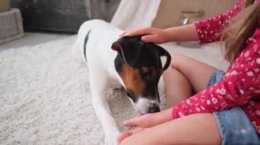 Küçük kız çocuk odasında evcil tilki terier köpeğiyle oynuyor.