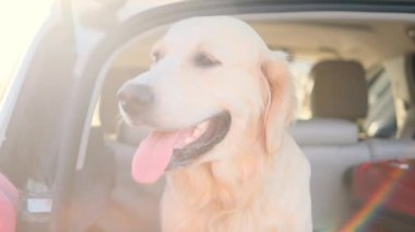 Golden retriever yolculuk sırasında güneş ışığı altında araba bagajında