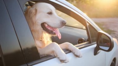 Golden Retriever açık araba camına yaslanıyor