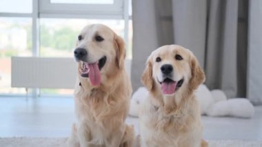 Dili açık bir çift Golden Retriever.