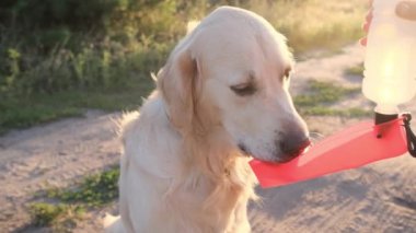 Golden Retriever kaseden su içiyor. Gün batımında tarlada kızların elinde.
