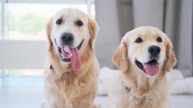 Dili açık bir çift Golden Retriever.