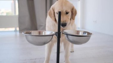 Golden Retriever Köpeği, aydınlatma odasındaki kaideden su içiyor.