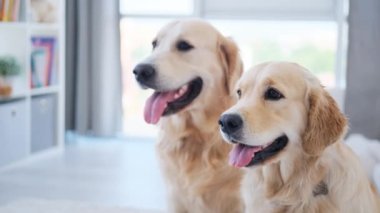 Golden Retriever köpekleri aydınlık odada portreler çiziyor.