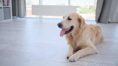 Golden retriever köpeği yerde tek başına yatıyor.