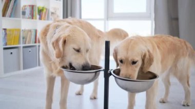 Golden Retriever köpekleri evdeki kaseden su içiyorlar.