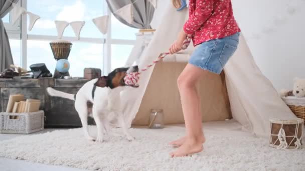 Fox Terrier Zerrt Spielzeug Von Kleinen Mädchen Händen Drinnen Aus — Stockvideo