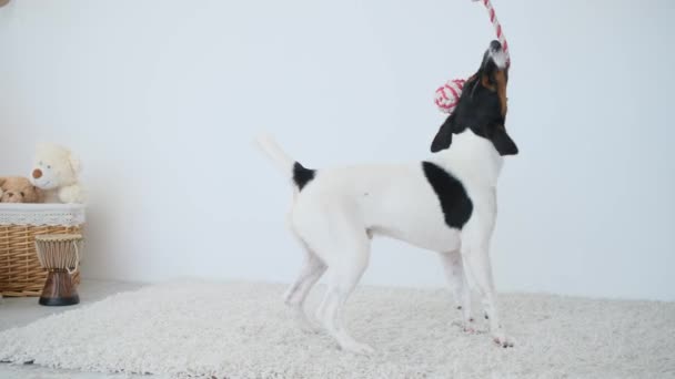 Gladde Vos Terriër Hond Spelen Met Speelgoed Lichte Kamer — Stockvideo
