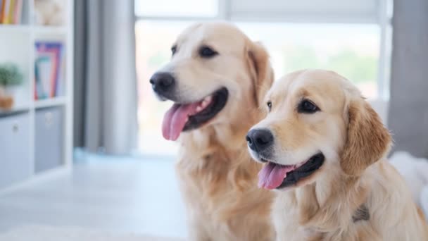 Golden Retriever Hundar Porträtt Ute Ljusa Rummet — Stockvideo