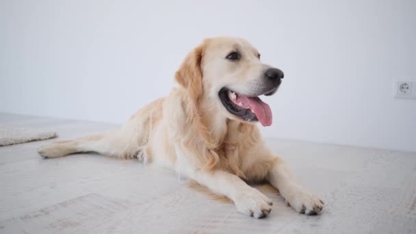 Golden Retriever Pies Leżący Jasnej Podłodze Białym Tle Ściany — Wideo stockowe