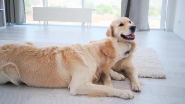 Bir çift Golden Retriever köpeği ışık odasında yerde öpüşüyor.