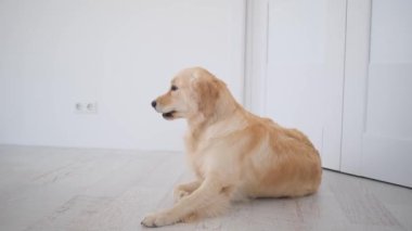 Golden retriever ldog Parlak odada yerde yatıyor