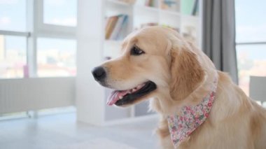 Golden Retriever köpek profili evde mendil takıyor, yakın çekim.