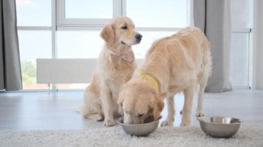 Golden Retriever başka bir köpekten besleniyor.
