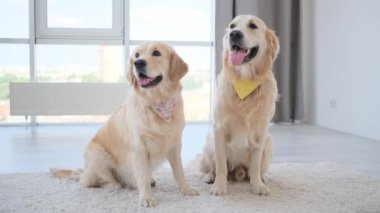 Evde oturan mendil takan bir çift Golden retriever.