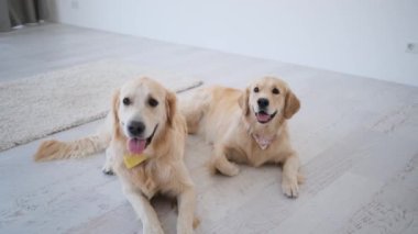 Golden retriever köpekleri evde başları yukarıda yerde yatıyorlar.