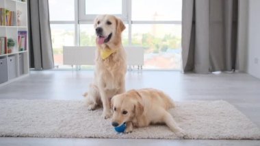 Aydınlık odada halının üzerinde küçük bir topun yanında bir çift Golden retriever