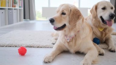 Golden Retriever 'lar ışık odalarında topların yanında yatıyorlar.