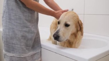Golden Retriever köpeğinden sabun yıkayan kız banyoda duş alıyor.
