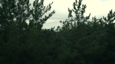 Yeşil Çam ağaçları, yükseklerden