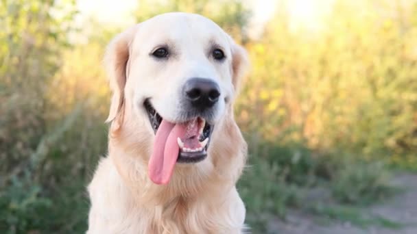 夕暮れ時に屋外で黄金の取得犬の肖像画 — ストック動画