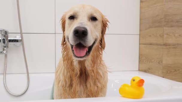Golden Retriever Dog Sitting Bathtub Next Yellow Rubber Duck Washing — Stock Video
