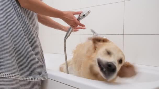 Wet Golden Retriever Dog Shake Showering Light Bathroom — Stock Video