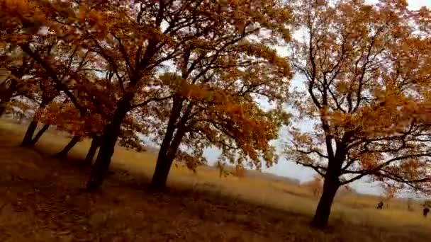 Πετώντας Μέσα Από Τσουγκράνες Χρυσών Δέντρων Που Φυτρώνουν Στη Φθινοπωρινή — Αρχείο Βίντεο