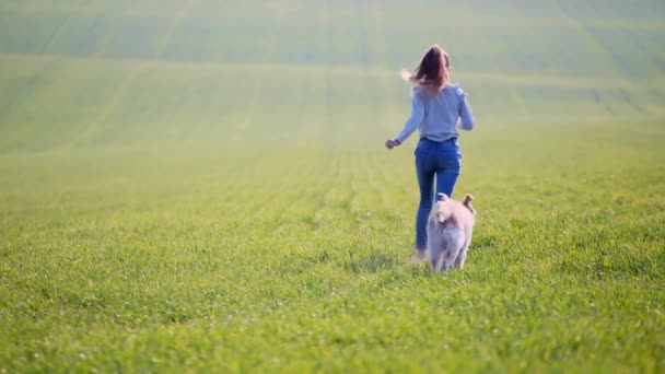 Cão Lindo Andando Campo Ensolarado Com Menina Adolescente — Vídeo de Stock