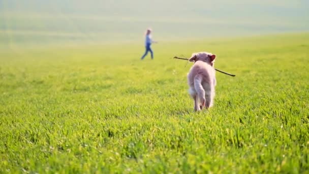 Liebenswerter Hund Trägt Stock Teenagermädchen Auf Grünem Sonnigem Feld — Stockvideo