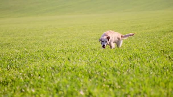 Anjing Golden Retriever Lucu Berlari Sepanjang Lapangan Cerah — Stok Video